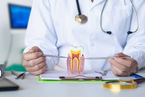 Best Emergency Dental Care for Broken or Chipped Teeth in Chevy Chase View, MD